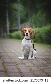 Dog In Nature. Purebred Beagle Looking Handsome. Regal Dog In Nature. Beautiful Beagle.