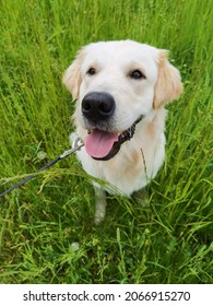 Dog nature summer walk friend - Shutterstock ID 2066915270