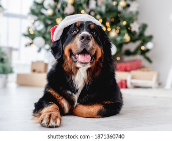 Dog Near Christmas Tree At Home