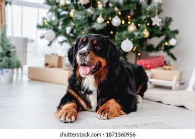 Dog Near Christmas Tree At Home