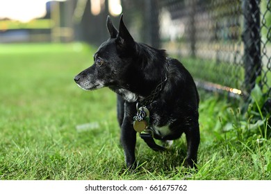 Dog Near A Fence On A Baseball Field 