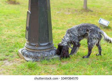 The Dog Is Near The Lamppost