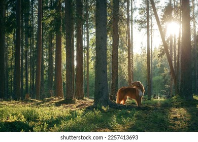 dog near tree in forest. Nova Scotia Duck Tolling Retriever in nature among woods. Walk with a pet