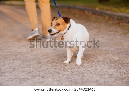 Dog needs leash training. Dog refusing to walk calm on leash pulling owner back