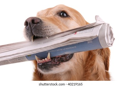 Dog With Newspaper