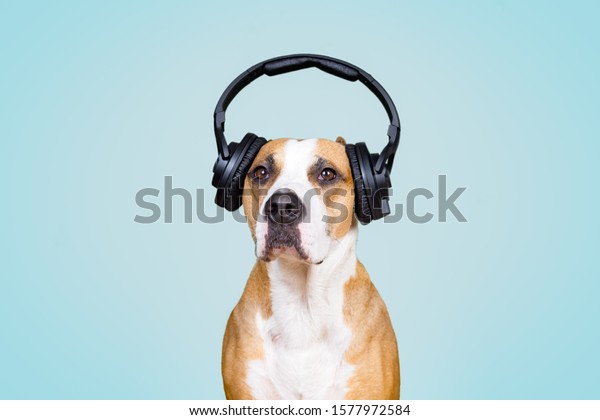 Dog Noise Cancelling Headphones Blue Isolated Stock Photo (Edit Now ...