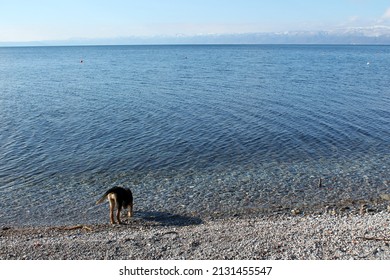 Dog In North Macedonia Port 