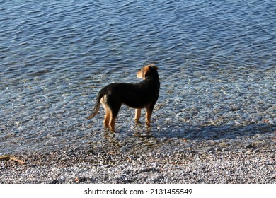 Dog In North Macedonia Port 