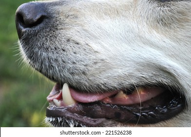 Dog Nose