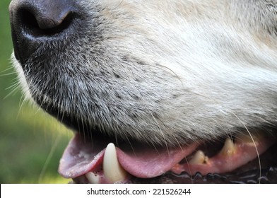 Dog Nose