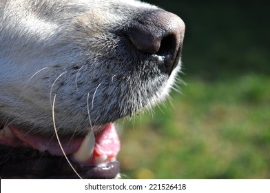 Dog Nose