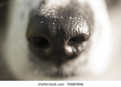 Dog Nose