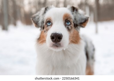 Dog nose. Australian Shepherd dog close up. Dog in winter. Blue eyes dog. Selective focus