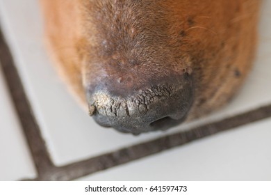 Dog Nose Close Up