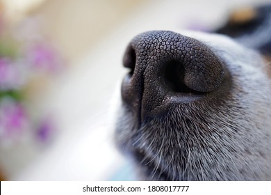 dog nose closeup with copy space