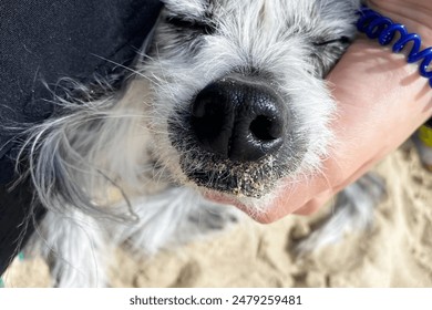 Dog nose close-up. Shaggy dog on the beach. - Powered by Shutterstock