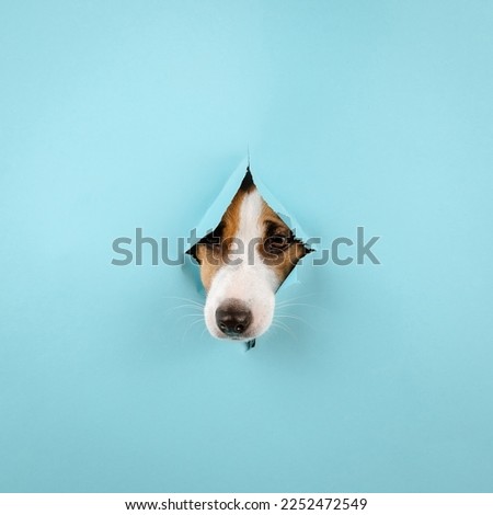 Similar – Image, Stock Photo nice dog on the beach,france