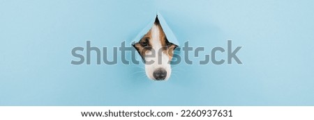 Similar – Image, Stock Photo nice dog on the beach,france