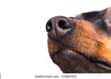 Dog Nose Isolated On White