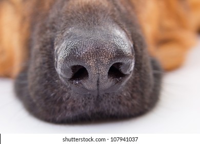 The Dog Nose Knows Best