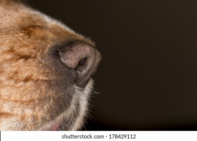 Dog Nose Macro Close Up Detail