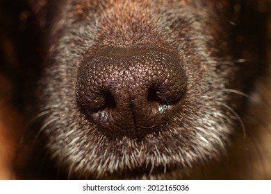 Dog Nose Macro Close Up Detail