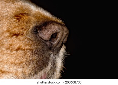 Dog Nose Macro Close Up Detail