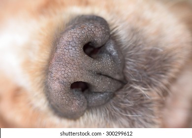 Dog Nose Macro Close Up Detail