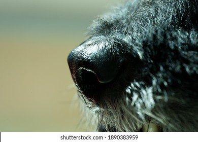 Dog Nose Macro Extreme Close Up