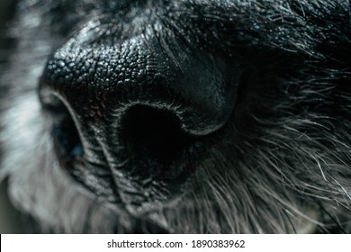 Dog Nose Macro Extreme Close Up