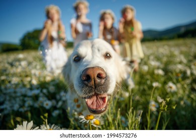 Dog Nose. Dog In Nature, People In The Background. High Quality Photo