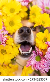 Dog Nose Peeks Out Of Yellow And Pink Chrysanthemum Flowers. Funny Happy Dog In Spring Season