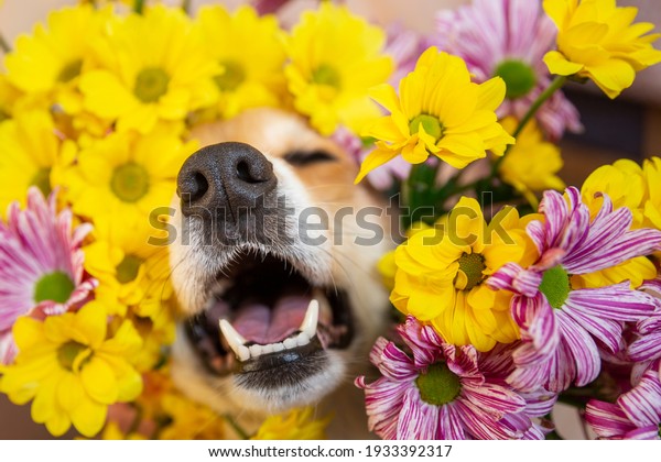 dog nose peeks out of yellow and pink\
chrysanthemum flowers. dog sneeze in allergy\
season