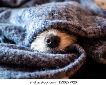 Dog Nose Wrapped In A Blue Blanket, Sleeping Dog, Hygge, Close-up