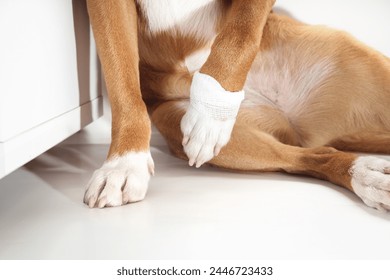 Dog not putting weight on front leg with bandage. Puppy dog holding paw up wrapped with gauze pad. Pet first aid concept, protecting broken dew claw or wound. Selective focus. White background. - Powered by Shutterstock