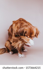 A Dog, Nova Scotia Duck Tolling Retriever (Toller) Doing A Cute Shame/shy Trick.