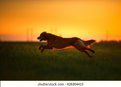 Dog Nova Scotia Duck Tolling Retriever walking in a field in summer, sunset