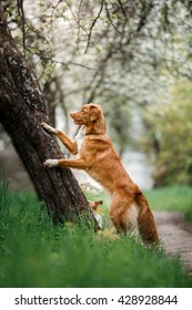 Dog Climbing Tree Images Stock Photos Vectors Shutterstock