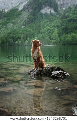 A white dog shakes water out of its fur at a lake.