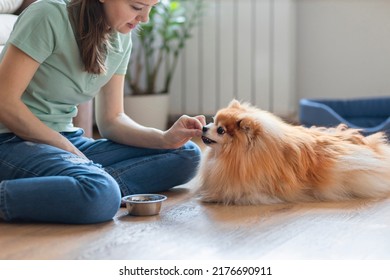 Dog Obedience. Girl  Holding Treats, Snack Food, Giving Command, Training To Lying To Female Owner. Young Woman Playing With Pomeranian Spitz At Home. Pet Adoption