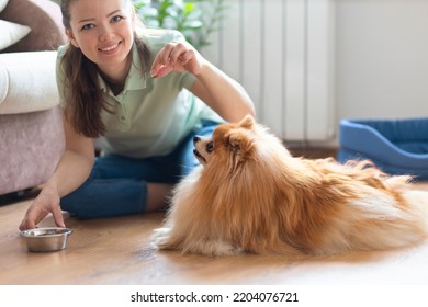 Dog Obedience. Girl  Holding Treats, Snack Food, Giving Command, Training To Lying To Female Owner. Young Woman Playing With Pomeranian Spitz At Home. Pet Adoption