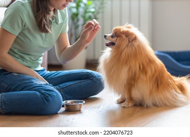 Dog Obedience. Girl  Holding Treats, Snack Food, Giving Command, Training To Sitting To Female Owner. Young Woman Playing With Pomeranian Spitz At Home. Pet Adoption