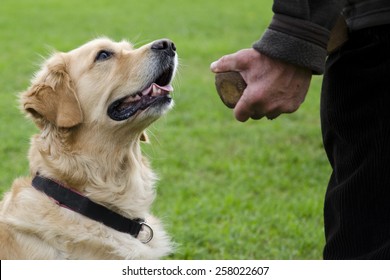 Obedience Training Golden Retriever Images Stock Photos Vectors Shutterstock