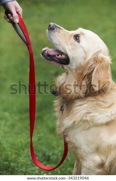Dog Obedience\
Training