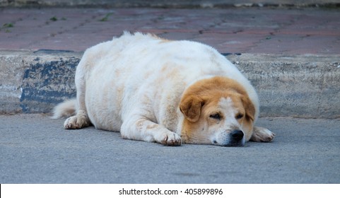 dog obesity