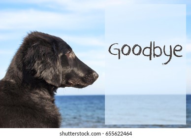 Dog At Ocean, Text Goodbye