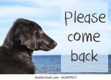 Dog At Ocean, Text Please Come Back