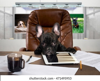 Dog Office Desk Images Stock Photos Vectors Shutterstock