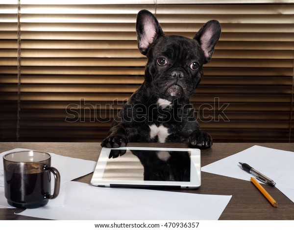 Dog Office Behind Desk Cabinet Tablet Royalty Free Stock Image