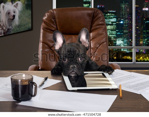 Dog Office Behind Desk Cabinet Computer Stock Photo Edit Now